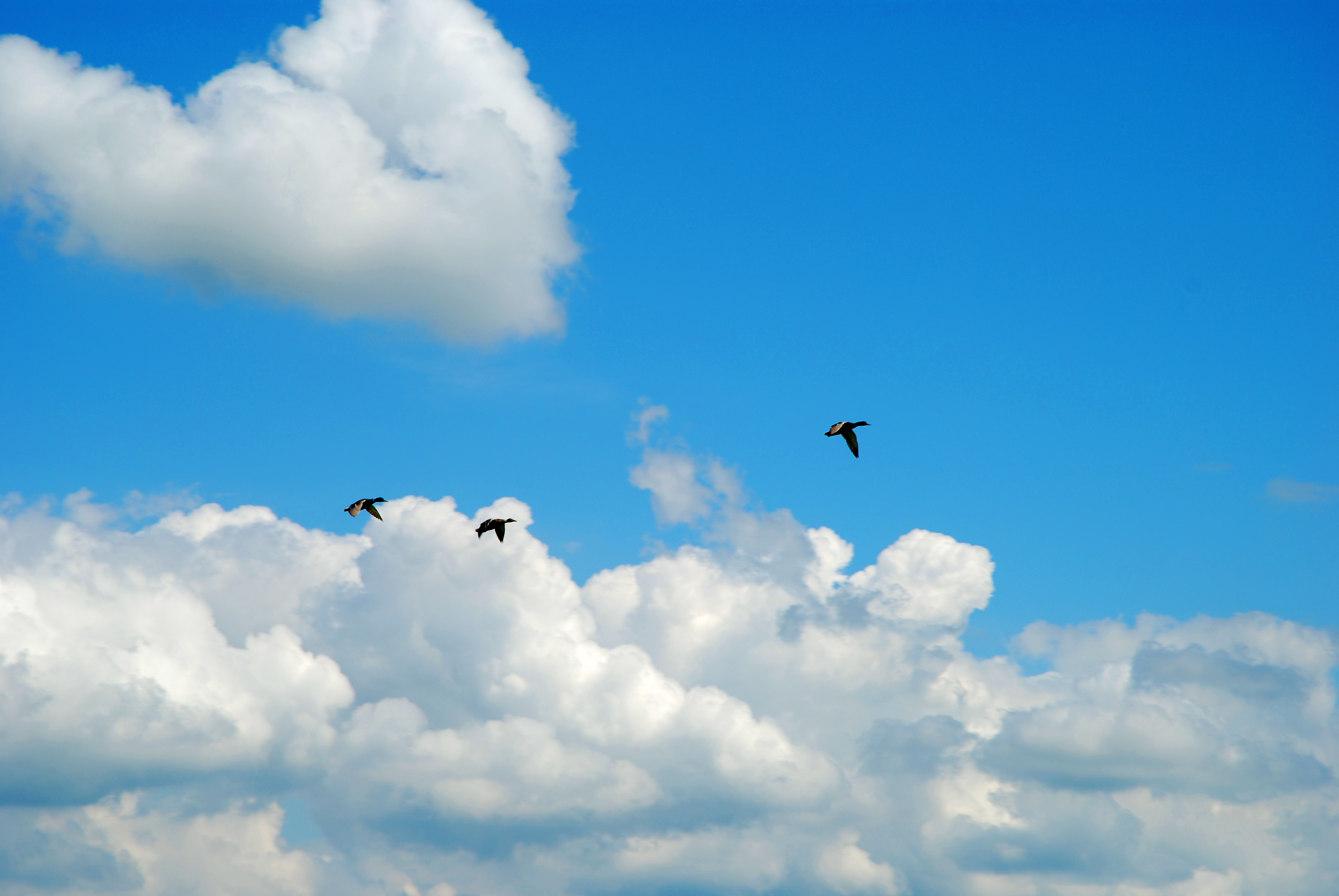Пролетевший над головой. Птицы в небе. Птицы летают. Птицы в облаках. Красивое небо с птицами.